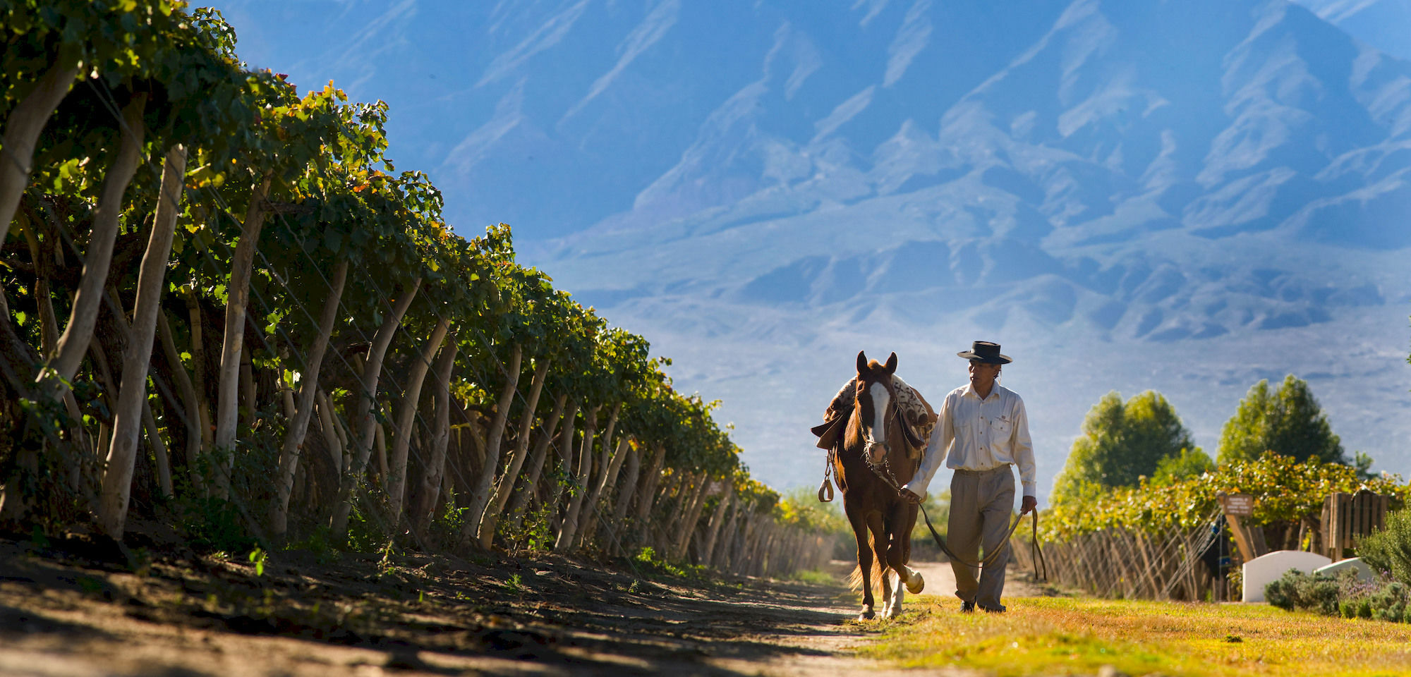 Grace Cafayate Hotel Exterior photo Vineyards in Salta